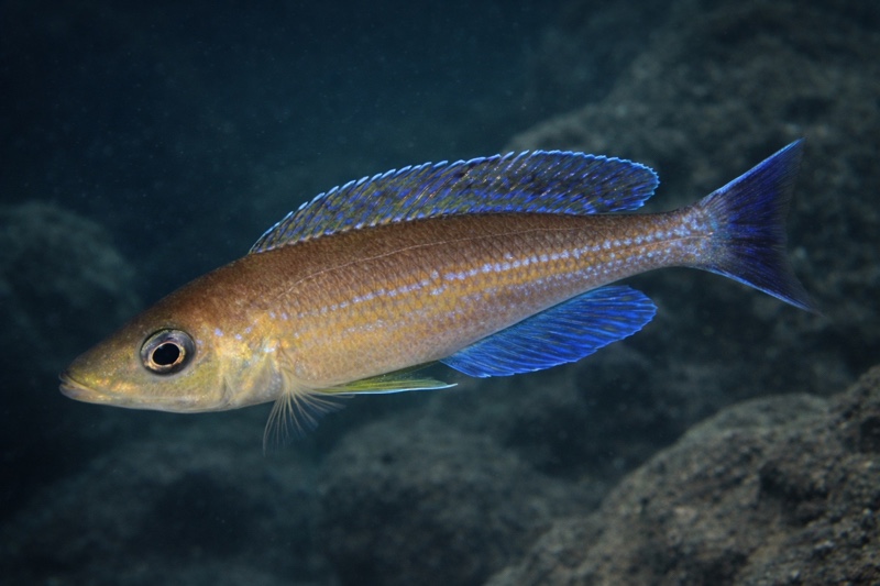 Cyprichromis sp. 'leptosoma jumbo' Livua
